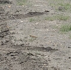 Calcarius lapponicus