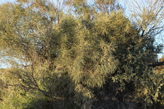 Acacia stenophylla