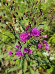 Vernonia noveboracensis