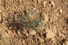 Euphorbia taurinensis