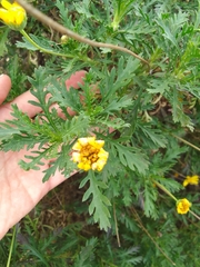 Euryops