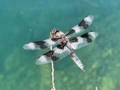 Libellula forensis