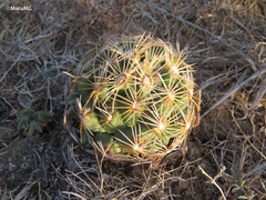 Coryphantha radians