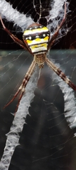 Argiope aetherea