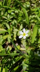 Sabatia calycina