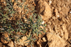 Euphorbia taurinensis