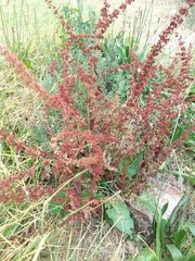 Rumex