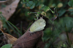 Eurema elathea