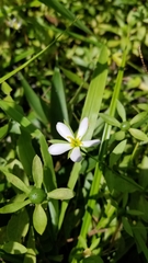 Sabatia calycina