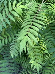 Rhus glabra