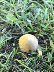 Micacei