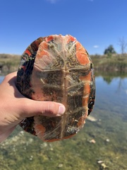 Chrysemys picta bellii