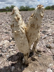 Podaxis pistillaris