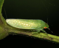 Gyponana