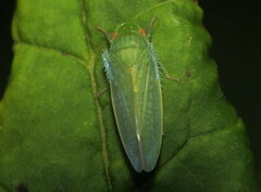 Gyponana
