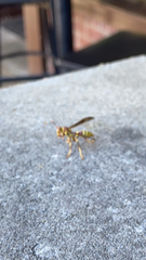Polistes exclamans