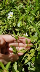 Sabatia calycina