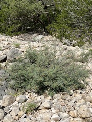 Indigofera lindheimeriana