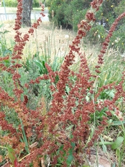 Rumex