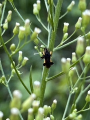 Phymata pennsylvanica