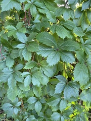Parthenocissus inserta
