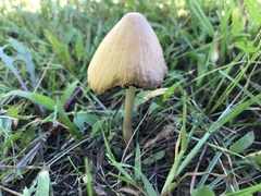 Micacei