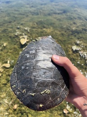Chrysemys picta bellii