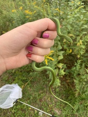 Opheodrys vernalis