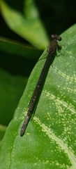Oxyagrion
