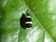 Diabroticina