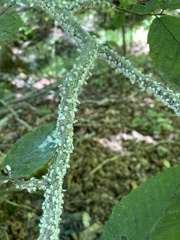 Grylloprociphilus imbricator