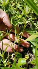 Sabatia calycina