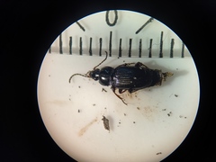 Pterostichus vernalis