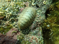 Ischnochiton rissoi