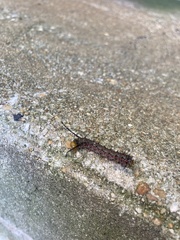 Anisota pellucida