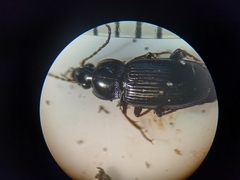 Pterostichus vernalis