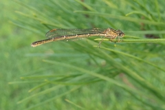 Xanthocnemis zealandica