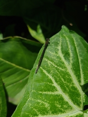 Oxyagrion