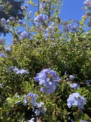 Plumbago auriculata