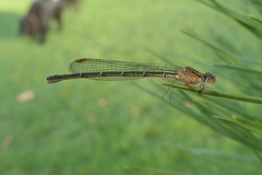 Xanthocnemis zealandica