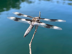 Libellula forensis