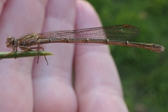 Xanthocnemis zealandica