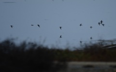 Charadriiformes