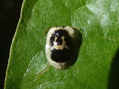 Aslamidium semicirculare