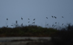 Charadriiformes