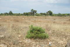 Pinus nigra pallasiana