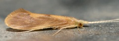 Triaenodes marginatus