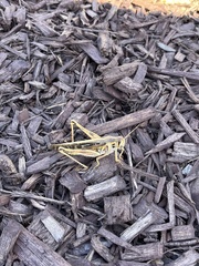 Schistocerca americana