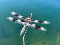 Libellula forensis