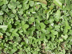 Fragaria virginiana
